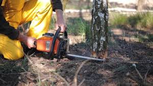 Why Choose Our Tree Removal Services in Plain City, OH?