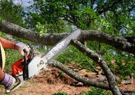 Best Tree Removal Service  in Plain City, OH